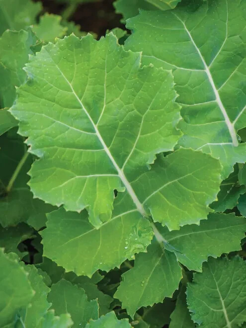 250+ seeds, Kale Seeds – Premier, heirloom, open pollinated, Non-GMO