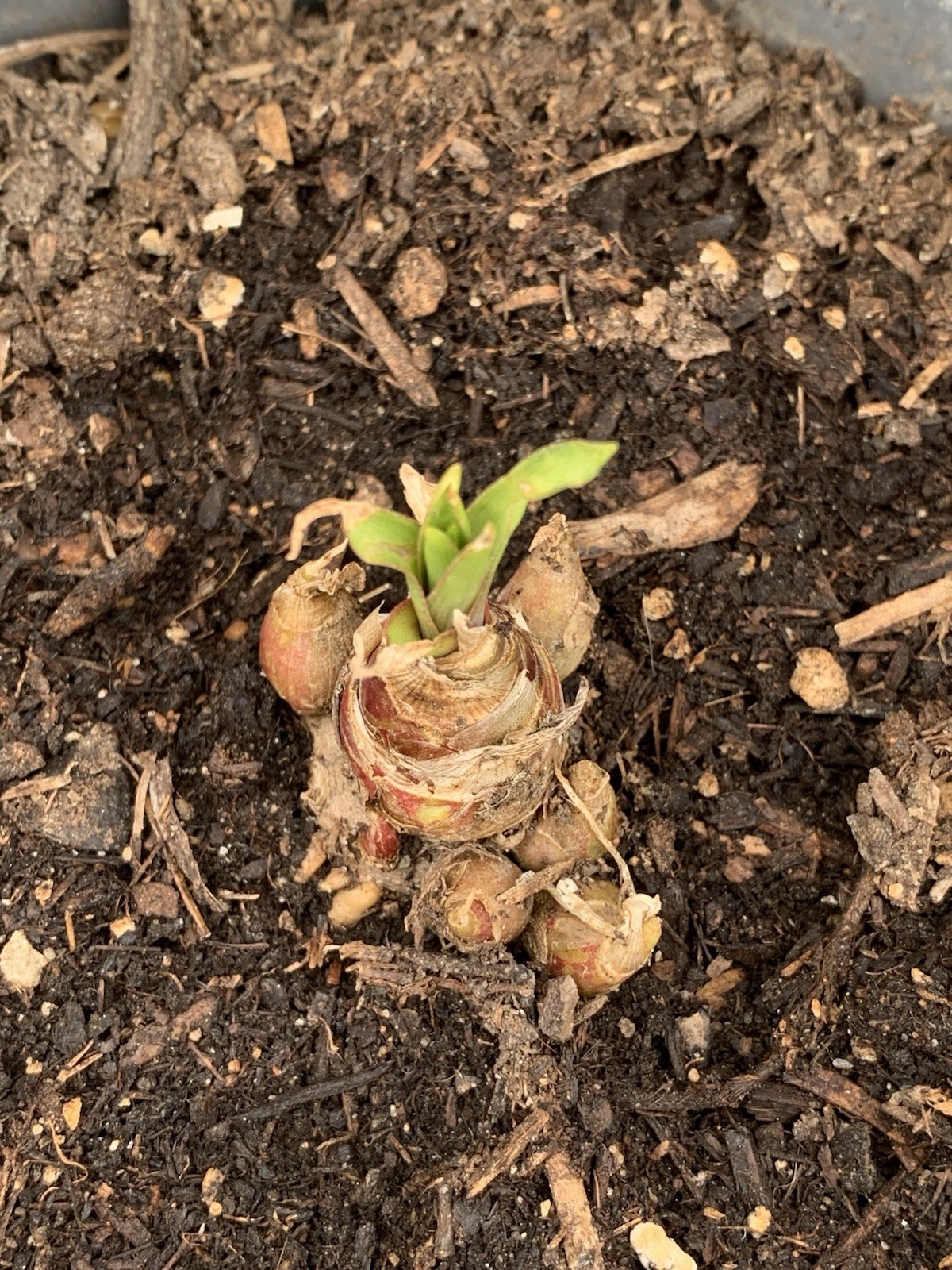 2 Tuberose Fragrance Double Pearl 2 Clump,Bulbs 5+Sz M/L sprouted Ready To Plant