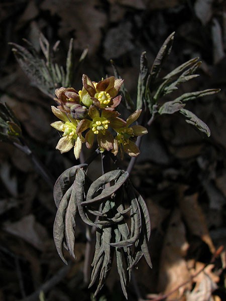 1 Blue Cohosh Bare Root Plant: Woodland Garden Perennial – Winter Hardy