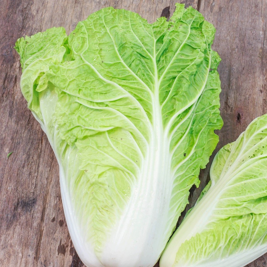 500 MICHIHILI CABBAGE SEEDS ~ heirloomseedguy ~ 2026 ~ NON-GMO