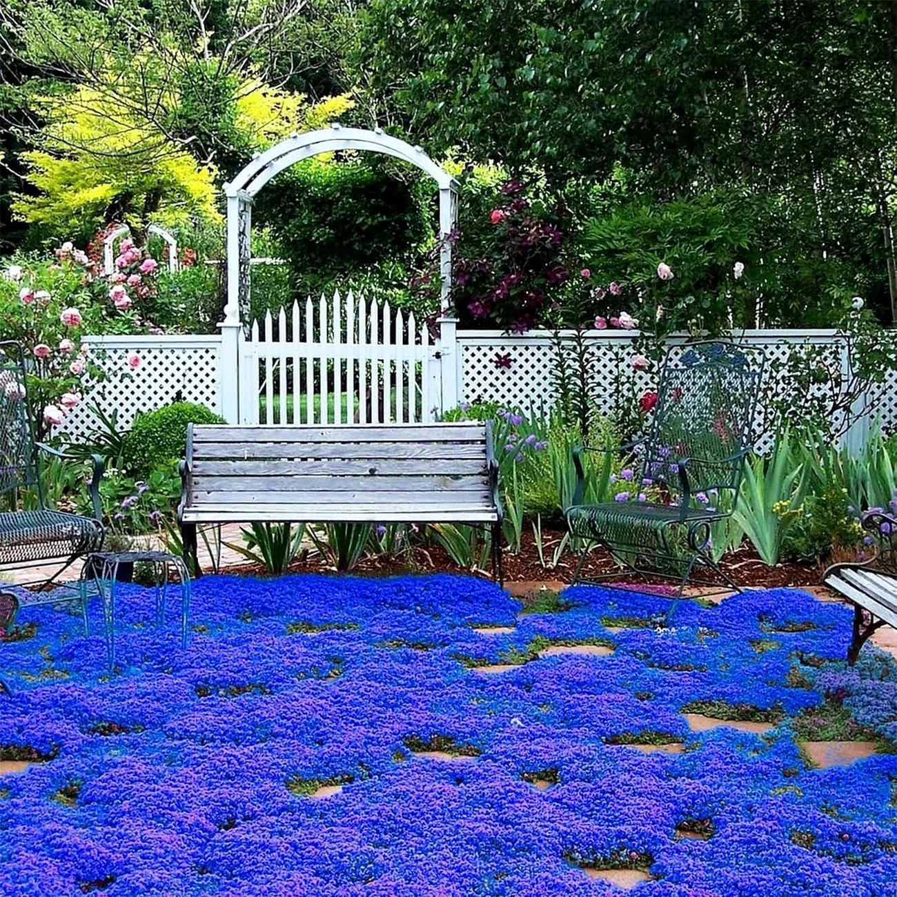 20000+Magic Blue Creeping Thyme Seeds Ground Cover Perennial Flower Full Sun NEW