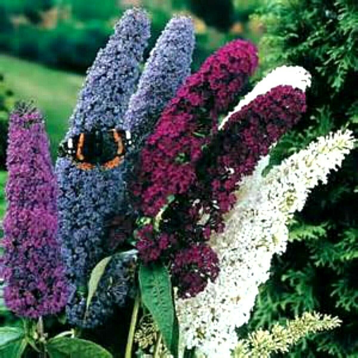 Custom Butterfly Bush Mix Seeds 150 Seeds- Easy to grow -Comb S/H See our store