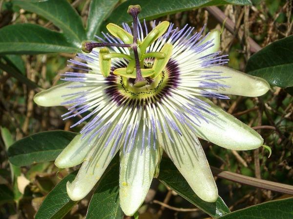 Passiflora caerulea | Jesus Flower | Hardy Passion Flower | Blue Crown | 25 Seed