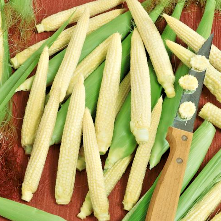 100+White Japanese HULLESS POPCORN Seeds Organic Summer Fall Vegetable Garden