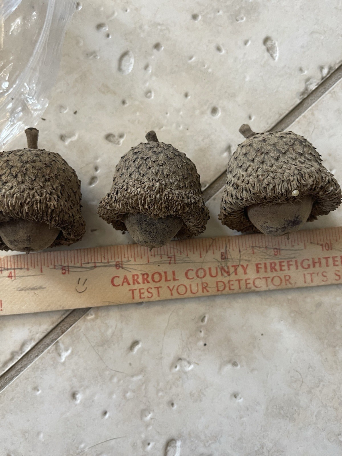1 Pound Bag of Bur Oak Tree Acorns, Untreated