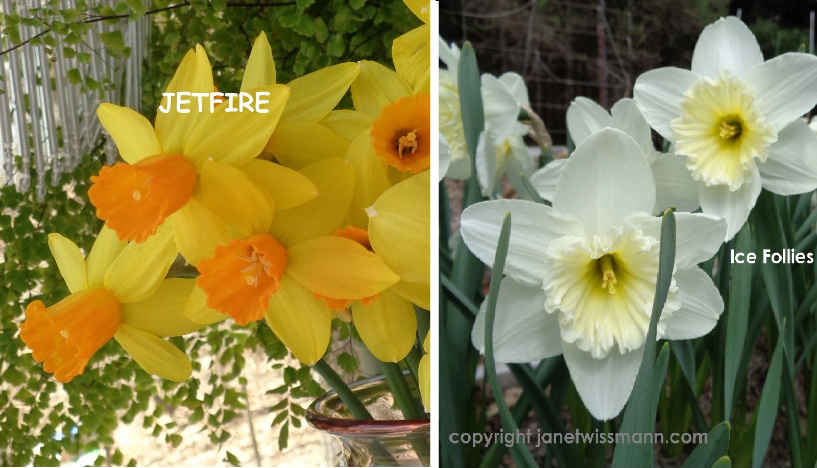 37 DAFFODIL BULBS JETFIRE (miniature), ICE FOLLIES Narcissus FromMyGarden*READ*