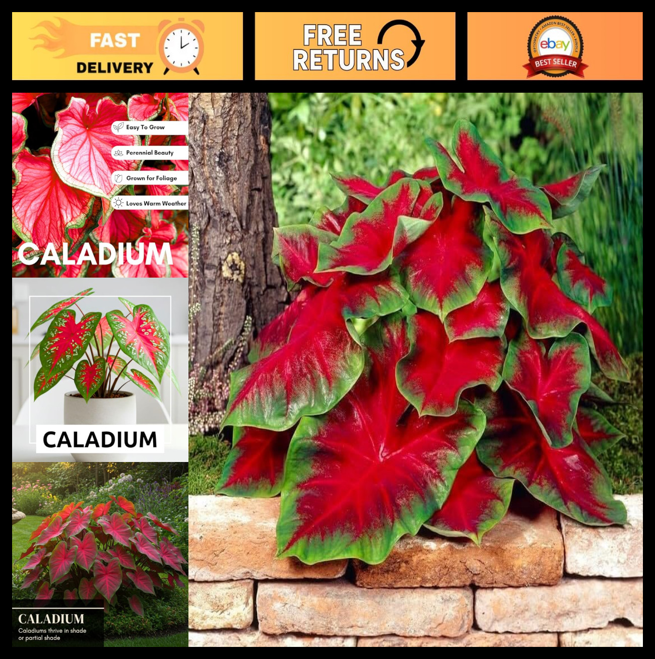 Vibrant Florida Cardinal Caladium Bulbs – Heart-Shaped Elephant Ears – 10 Pack