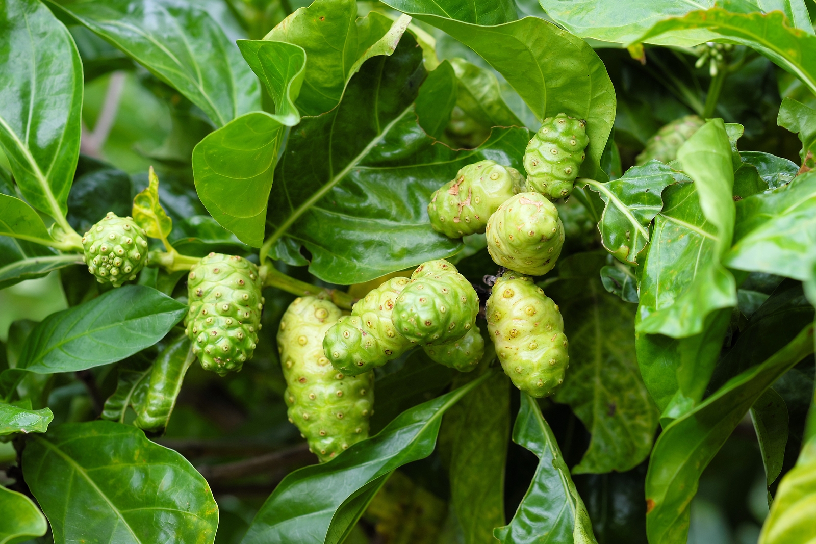 20 NONI Cheese Fruit Great Morinda Citrifolia Indian Beach Mulberry Shrub Tree S