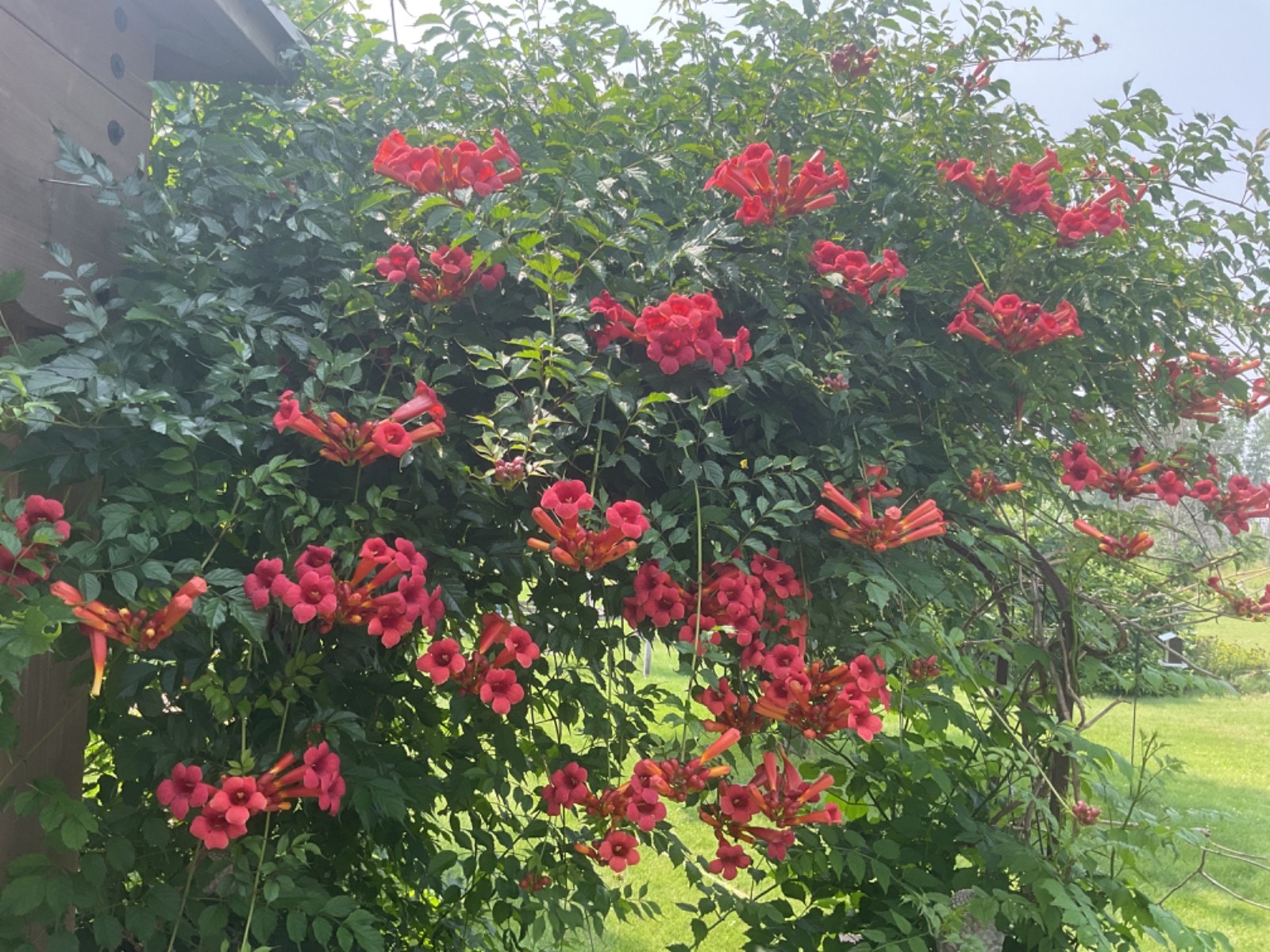 Trumpet Vine Trumpet Creeper (Campsis radicans), 25+ seeds