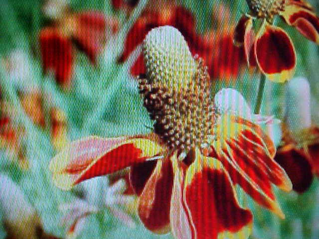 VIBRANT COLOR MEXICAN HAT 1000 SEEDS