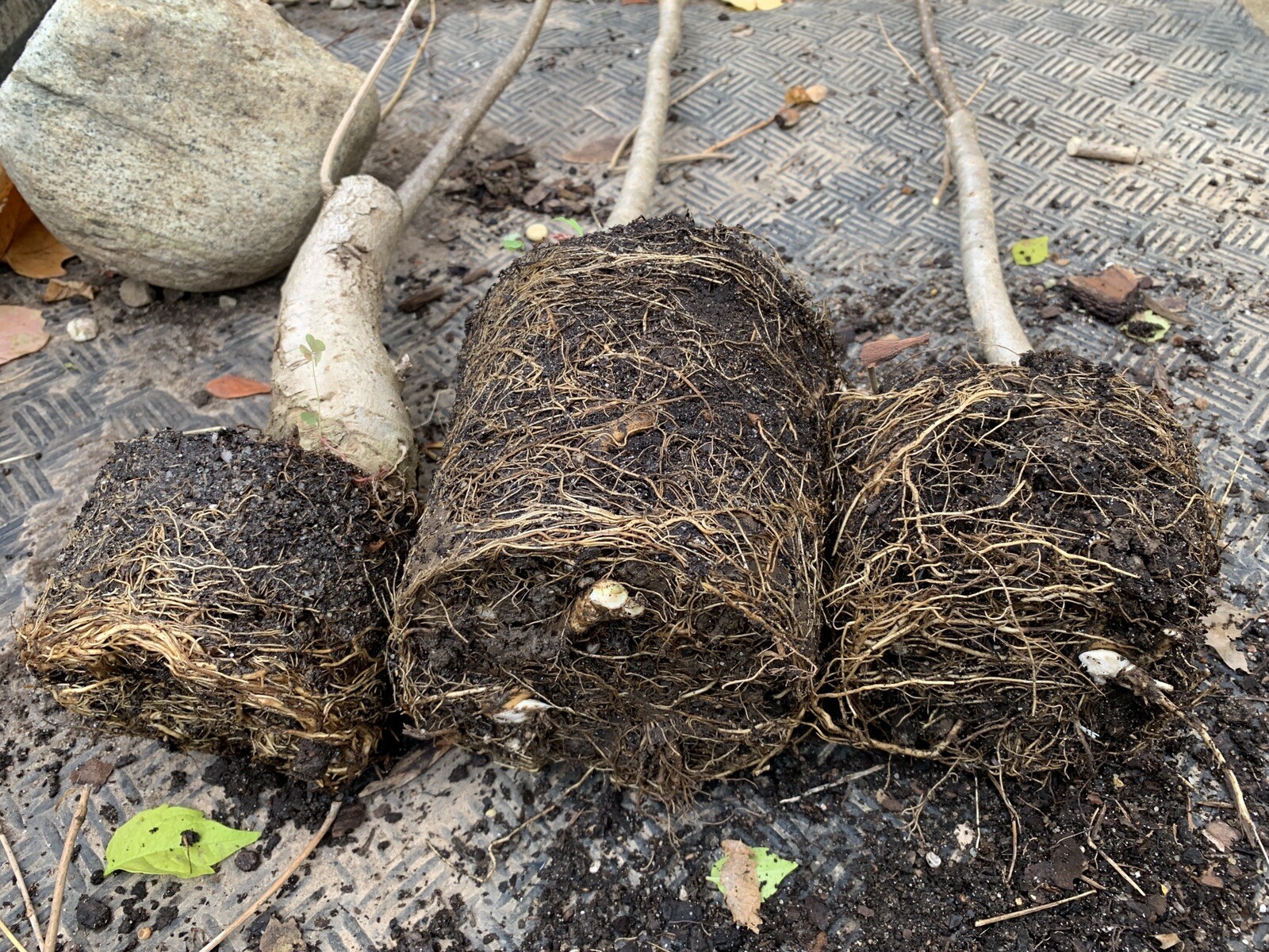 Catalpa speciosa , 3-4 year old ,Northern catalpa, Cigar tree, Indian
