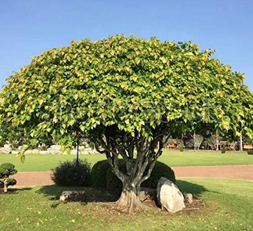 Sacred Fig Bonsai Tree Seeds – 25+ Seeds – Ficus Religiosa, Sacred Ficus Tree