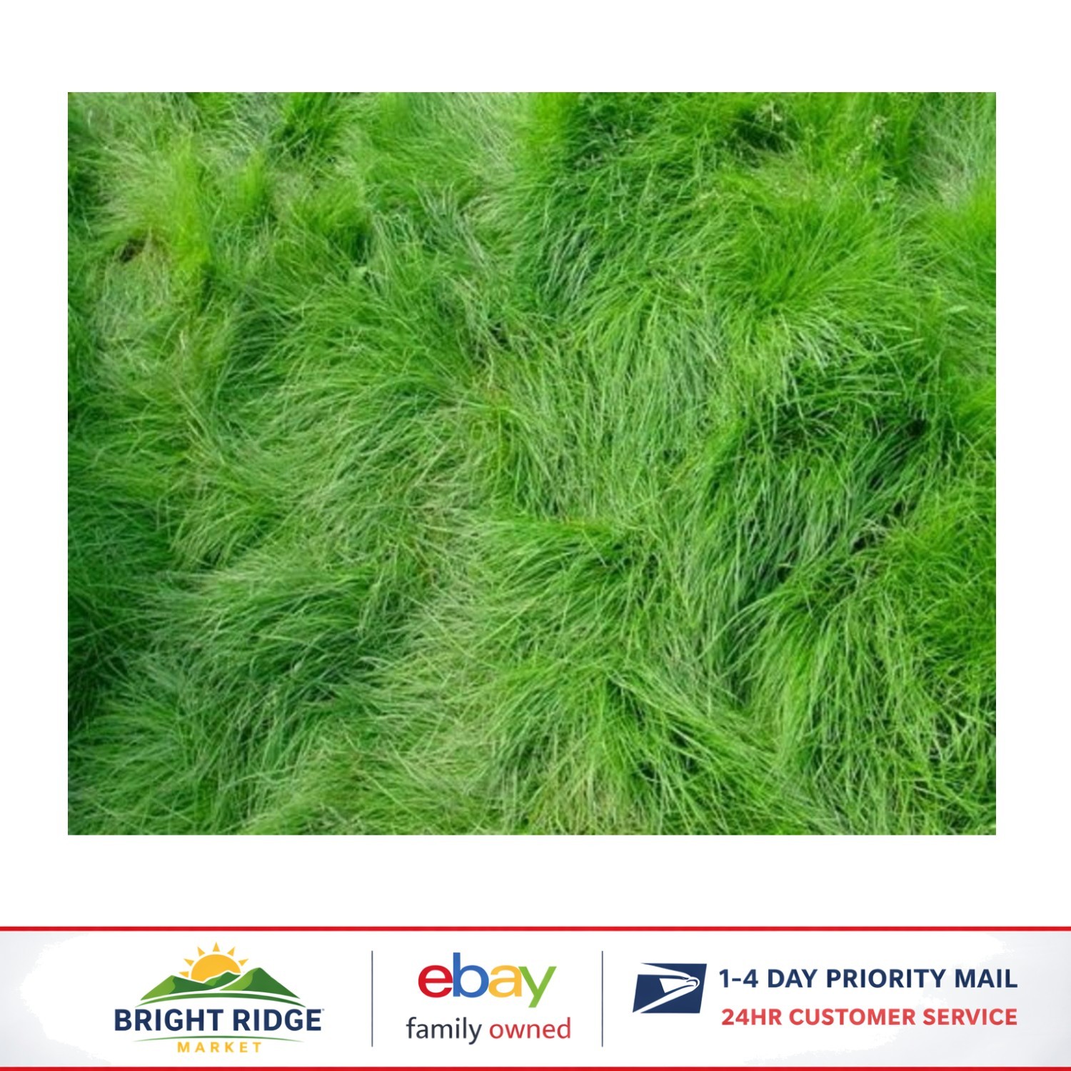 Deer Resistant Creeping Red Fescue Grass Seed for Easy Lawn Establishment