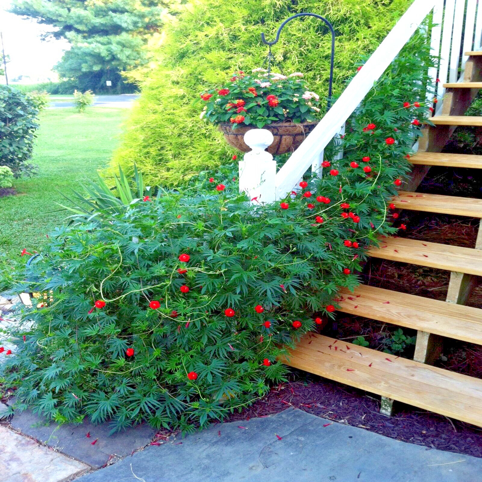 20 STAR GLORY SEEDS Cardinal Creeper Vine Flower Plant Butterflies Hummingbirds