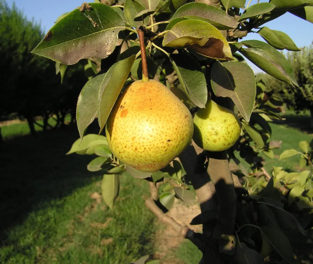 6ft – ORIENT PEAR – Pear Fruit Live Tree Outdoors Garden Asian Pear Fruit Tree