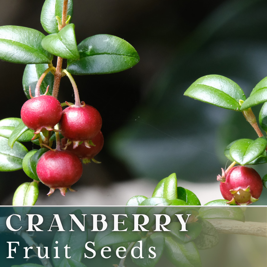 100 Cranberry Seeds (Vaccinium) USA Seller Fruit Seeds Berry Seeds GMO free