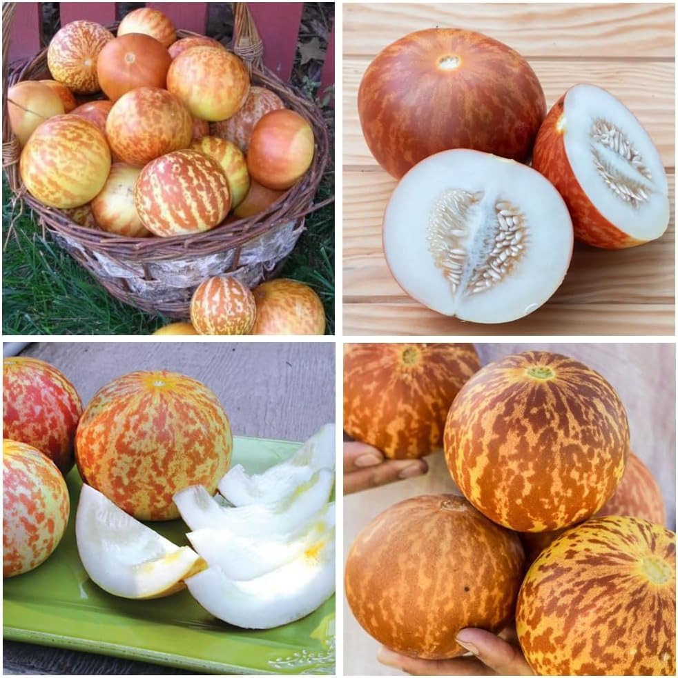 30Pcs Tigger Melon Seeds – Heirloom Striped Melons with Juicy Sweet White Flesh
