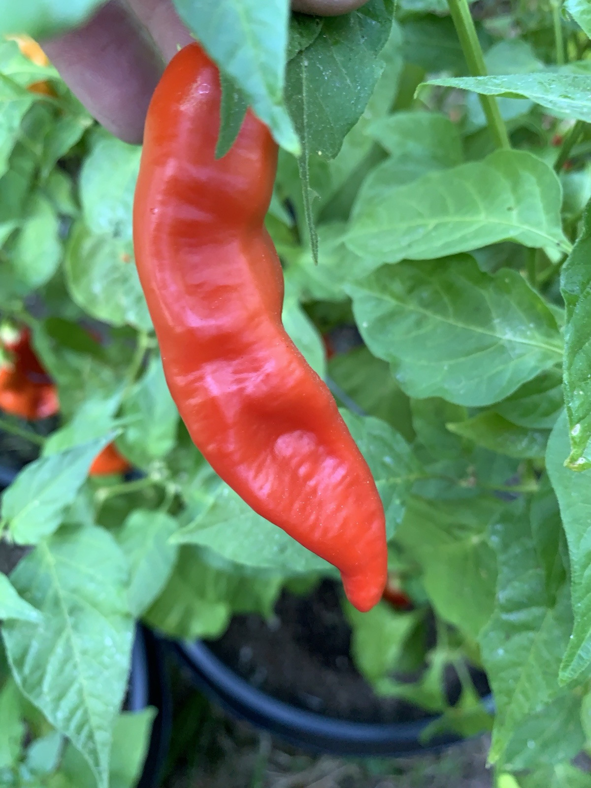 25+ AJI Red Stripey Pepper Seeds 🇺🇸 USA Grown 🇺🇸 100% Organic!