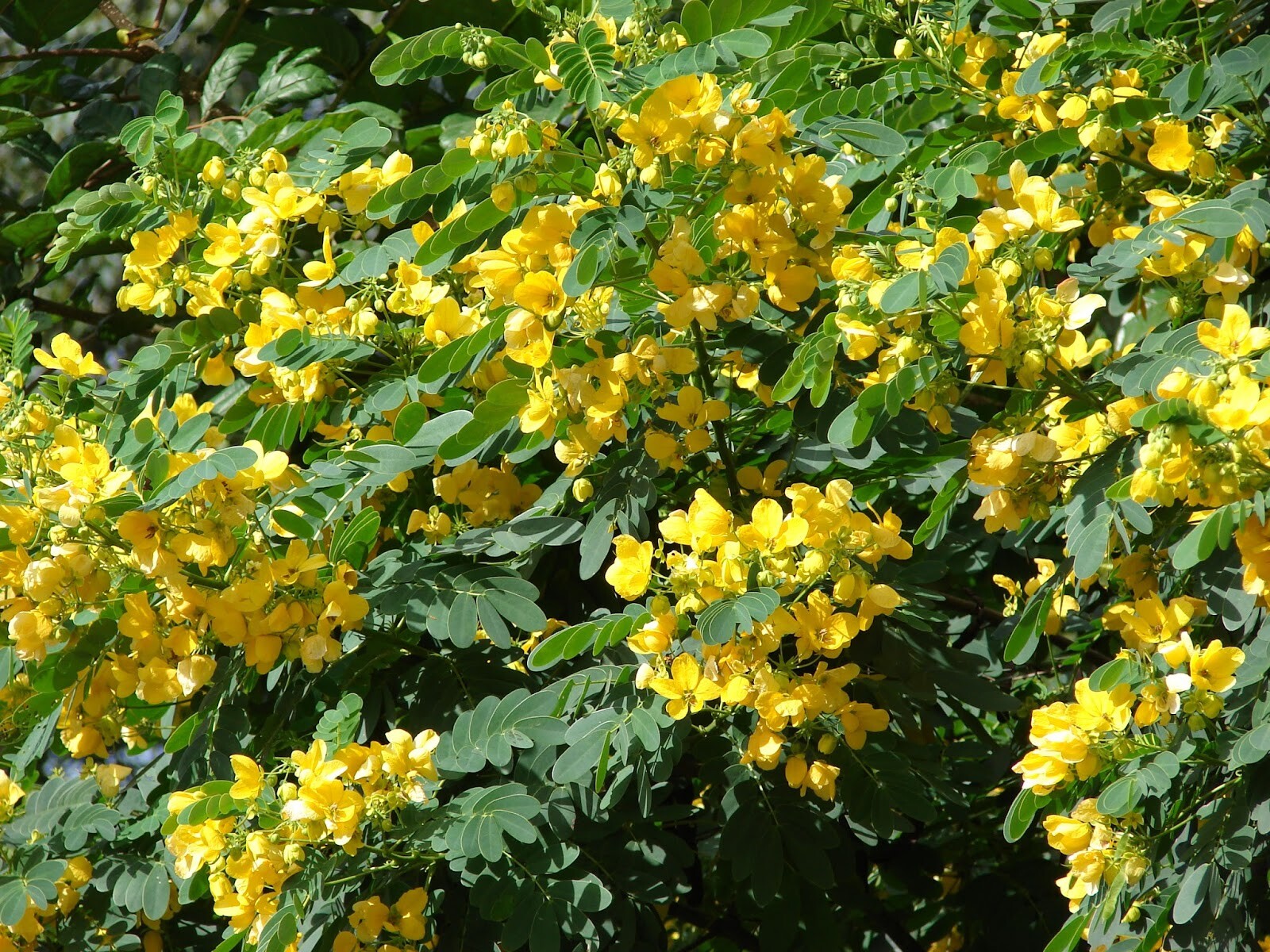 Cassia Glauca 20 Seeds, Scrambled Egg Shrub Tree Bush Senna Surattensis