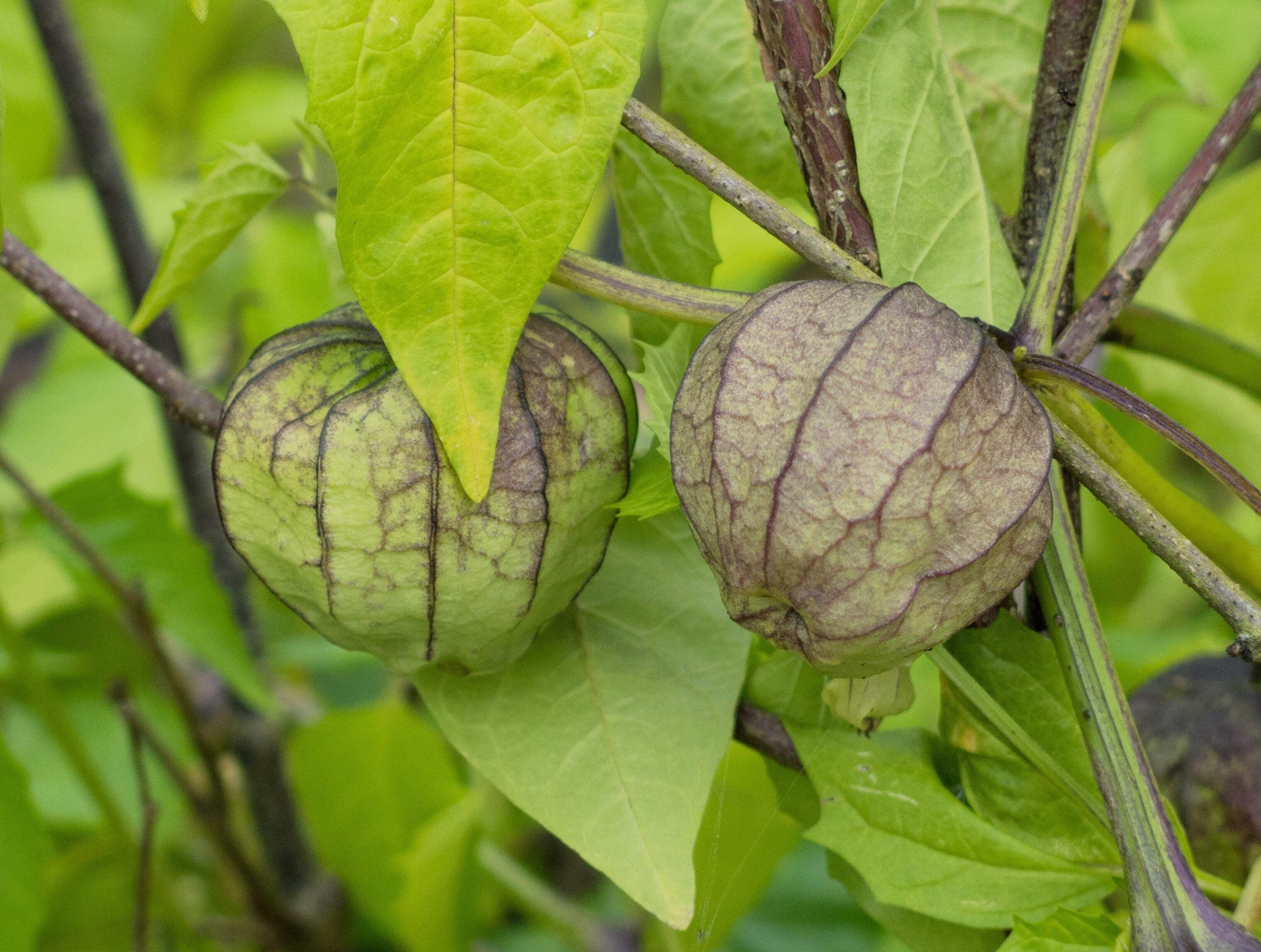 50 PURPLE TOMATILLO Physalis Ixoxcarpa Vegetable Seeds *Flat S/H