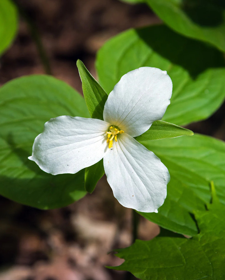 5 White Trillium Bulbs – Wood Lily Roots for Garden – No Ship AK, HI, PR