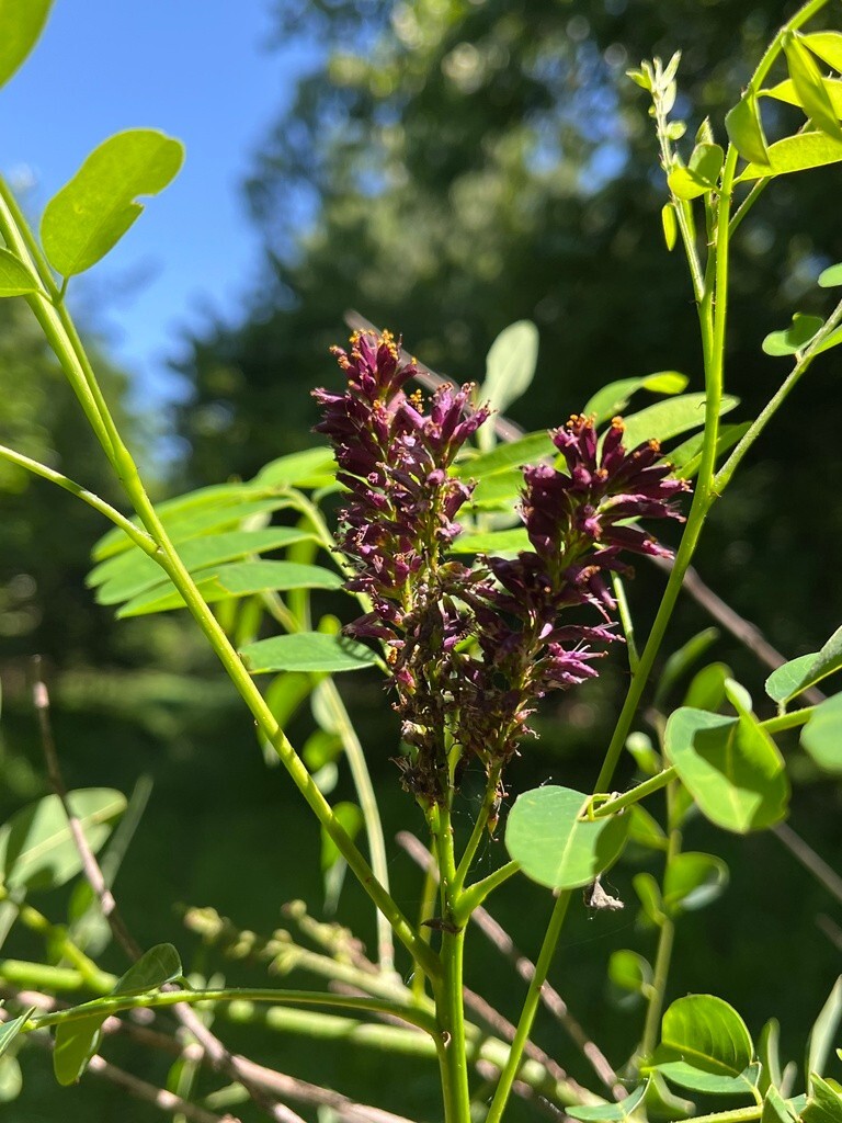 400 + False Indigo Bush Amorpha Fruticosa – Seeds – Free Shipping – Purple –