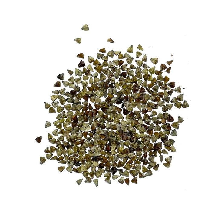 3 – Bells of Ireland Seeds For Planting (Molucella laevis) 400 Seeds Per Packet