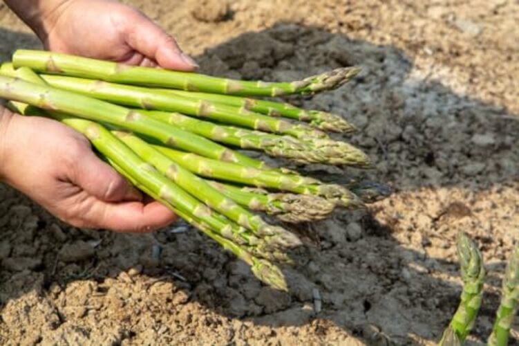 500+ Mary Washington Asparagus Seeds for Planting, Heirloom Non-GMO Seeds,