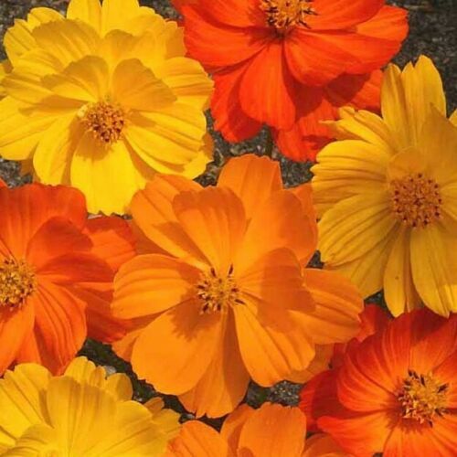 35 SEEDS – Cosmos BRIGHT LIGHTS sulpher orang yellw GroCo USA- BUY 15=SHIPS FREE