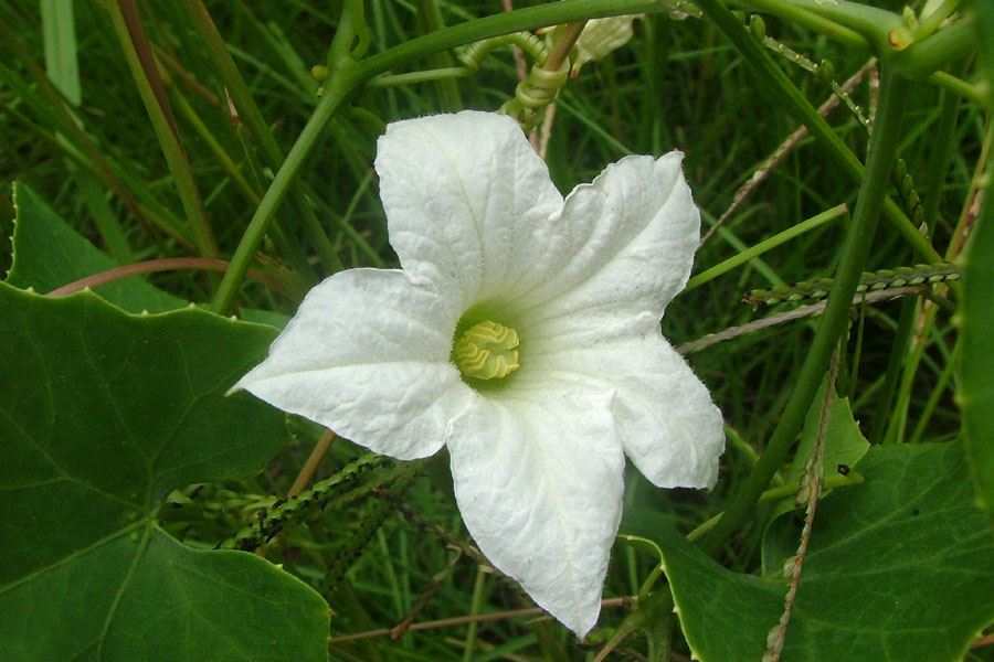 Coccinia Grandis 20 Seeds, Ivy Scarlet Edible Gourd, Tindora, Kowai Fruit Vine