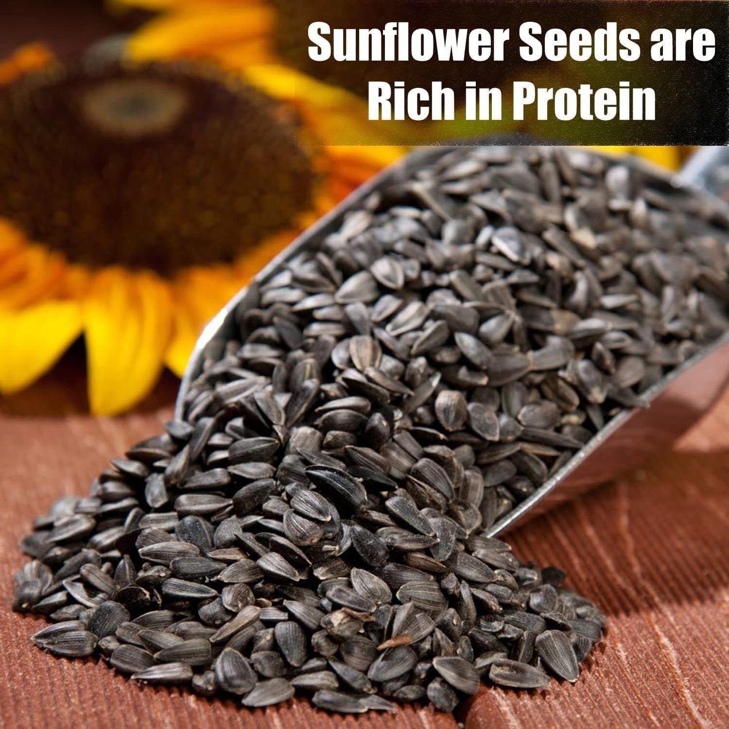 Wildlife Black Oil Sunflower Seeds for Birds and Wildlife, Non-GMO & Grown o…