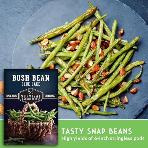 Blue Lake74 Bush Bean Seeds for Planting – Heirloom Non-GMO Green Beans – 2