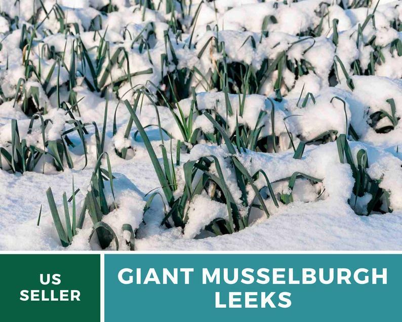 Leek, Giant Musselburgh – 200 Seeds -Heirloom – GMO Free