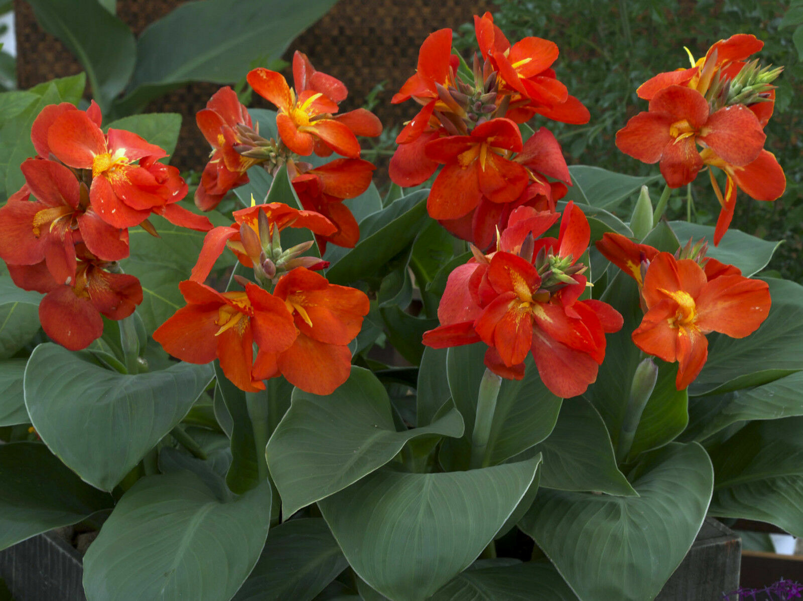 100 Canna ‘South Pacific Scarlet’ viable seeds