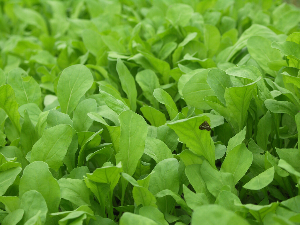 Arugula Seeds 1000+ Roquette Rocket Herb Garden Heirloom NON-GMO FREE SHIPPING