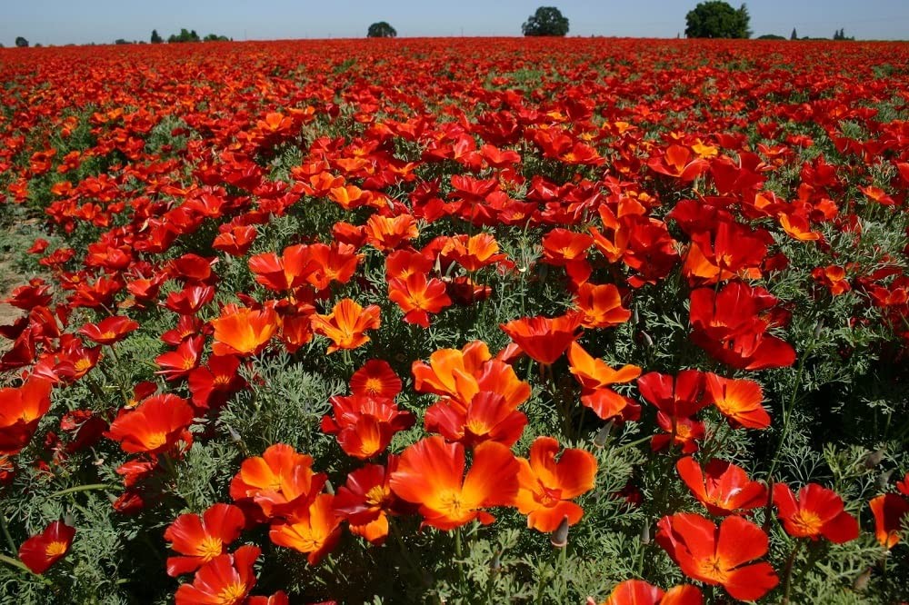 California Poppy Seeds, Red Chief Eschscholzia – Large Pack of 20,000 Seeds by