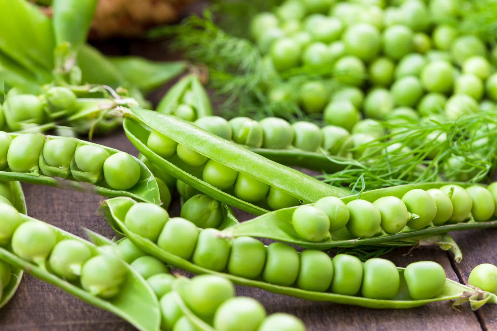 Little Marvel English Shelling Pea Seeds | Sweet Peas Garden Vegetable Seed 2023