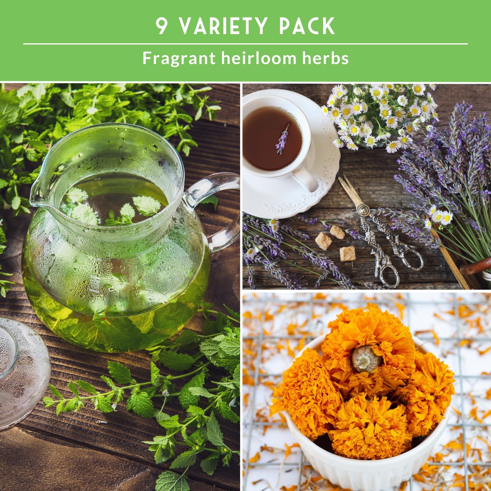Medicinal Tea Herb Seeds for Planting | 9 Variety Pack of Heirloom, NonGMO He…