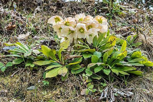 Helleborus niger | Black Hellebore ‘White Christmas’ | 5 Seeds