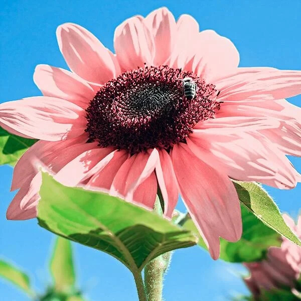 50PCS Iris Tectorum Rose Sunflower Seeds – Non-GMO Heirloom Variety