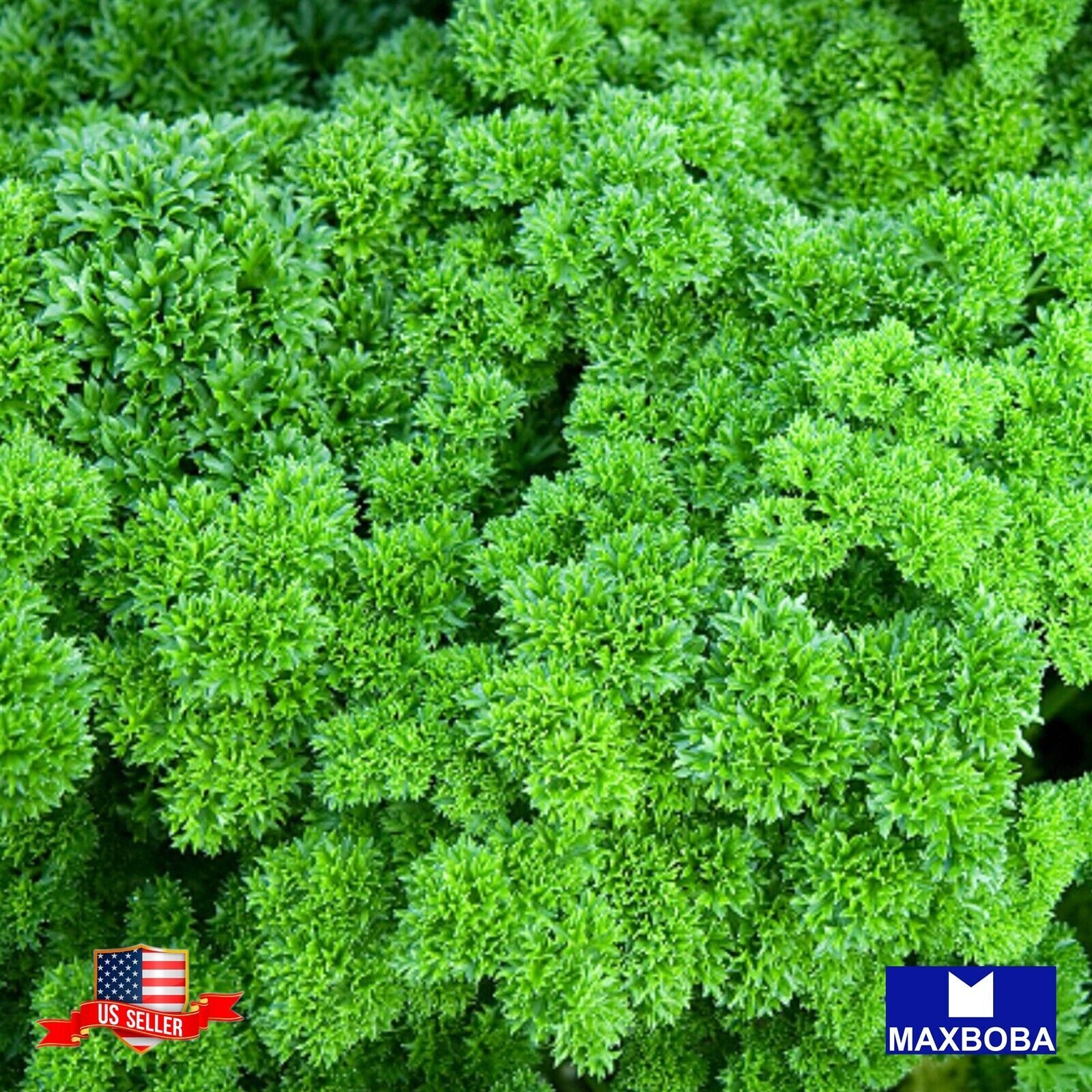 Parsley Triple Moss Curled Seeds Non-GMO / Heirloom / Garden Vegetable / Fresh