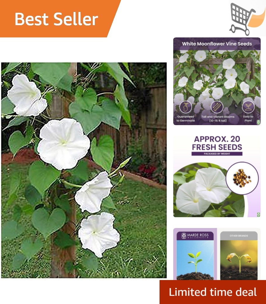 White Moonflower Vine Seeds Climbing 15 Feet Fragrant Outdoor Summer Plant