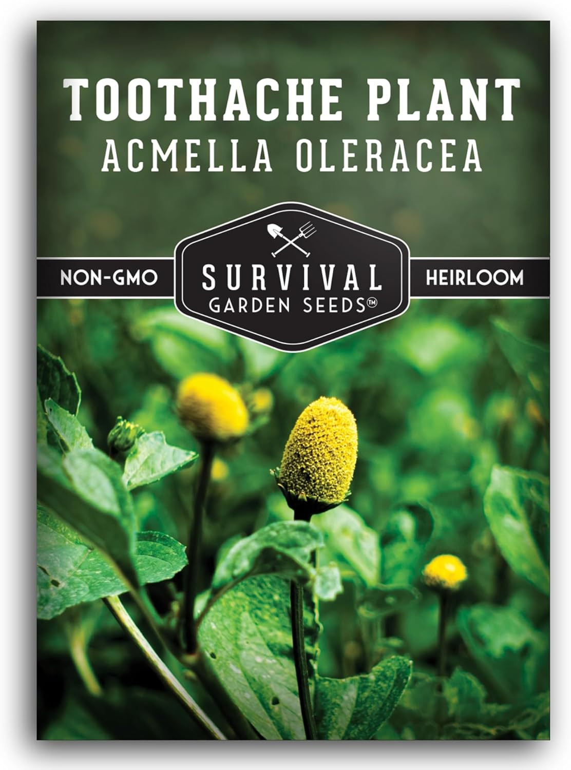 Toothache Plant Seeds for Planting – Acmella Oleracea Spilanthes Buzz Button …