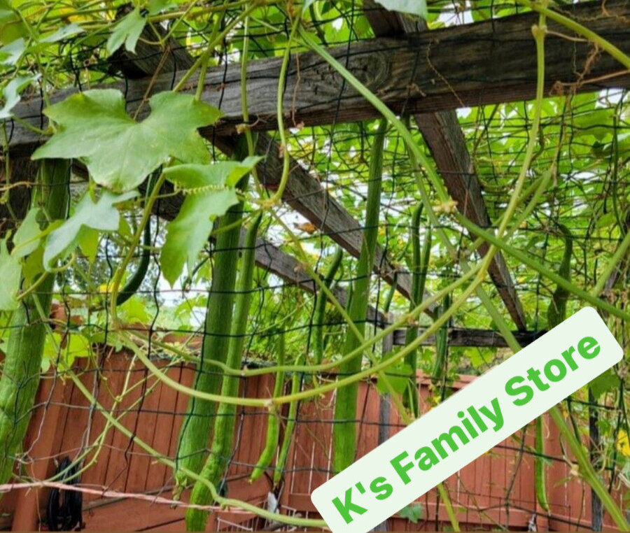 5PCS – EXTRA LONG LUFFA GOURD LUFFA SEEDS, MƯỚP HƯƠNG TRÁI DÀI
