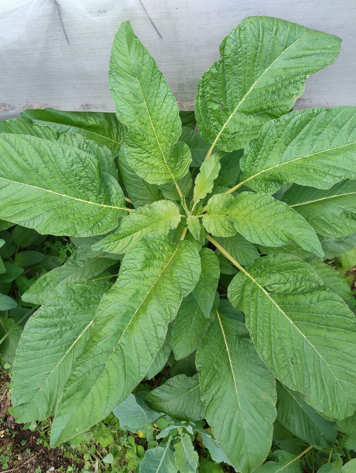 Jamaican Callaloo Seeds Authentic 100+ Seeds