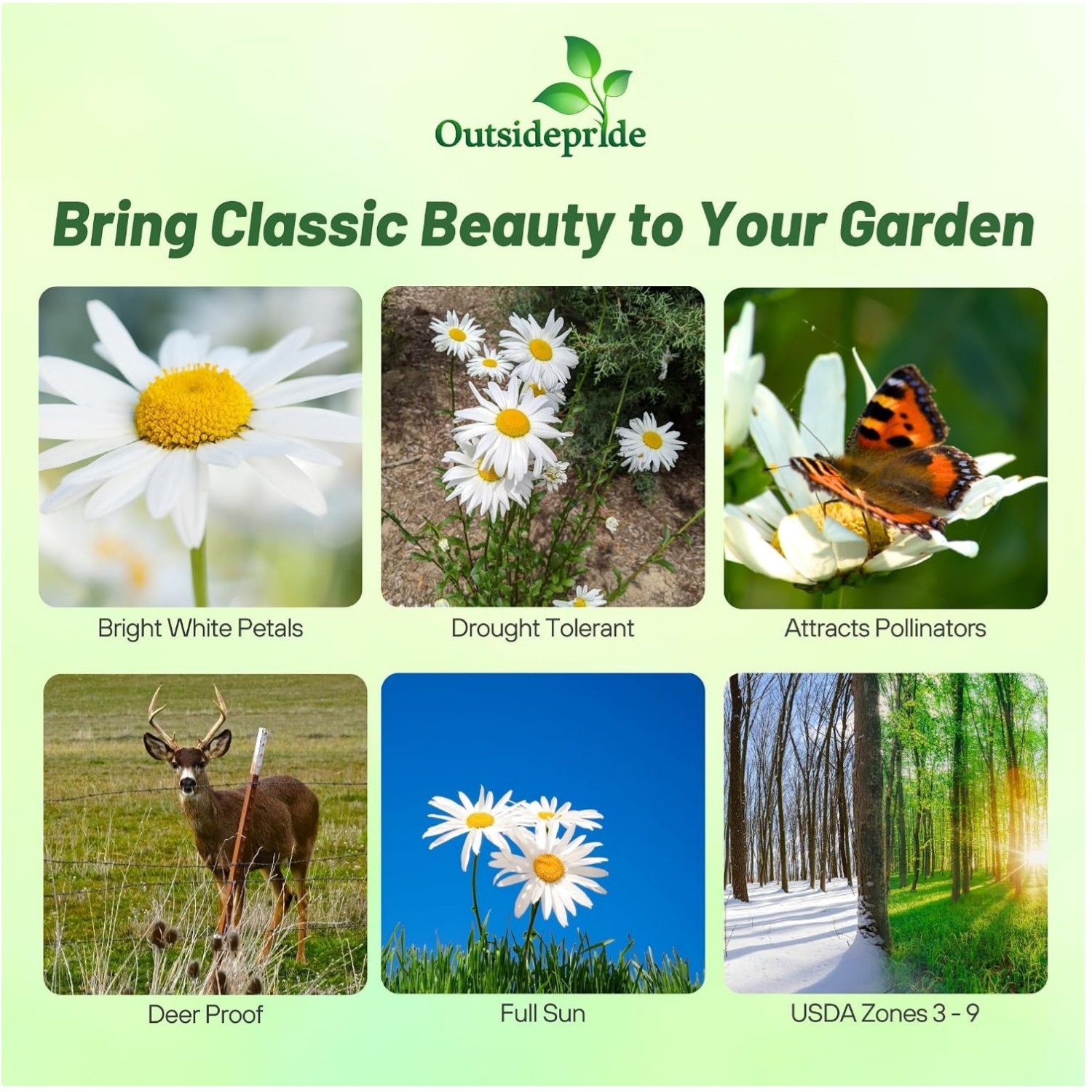 Pollinator Garden Essential: Shasta Daisy 1 Lb. Flower Seeds