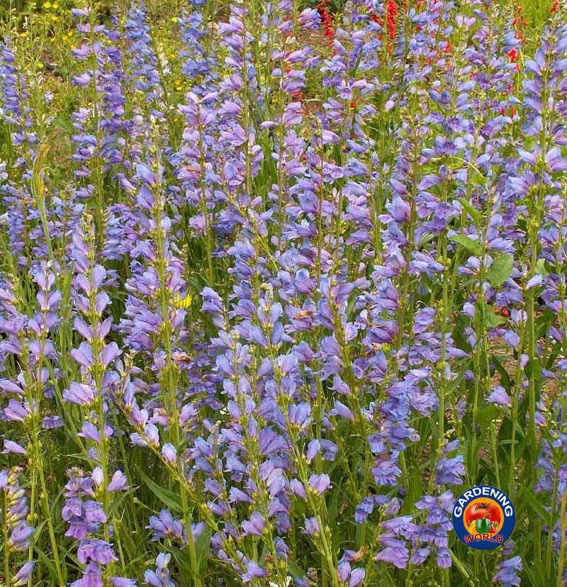 1000 Penstemon Seeds ROCKY MOUNTAIN Perennial Beardtongue Hummingbirds
