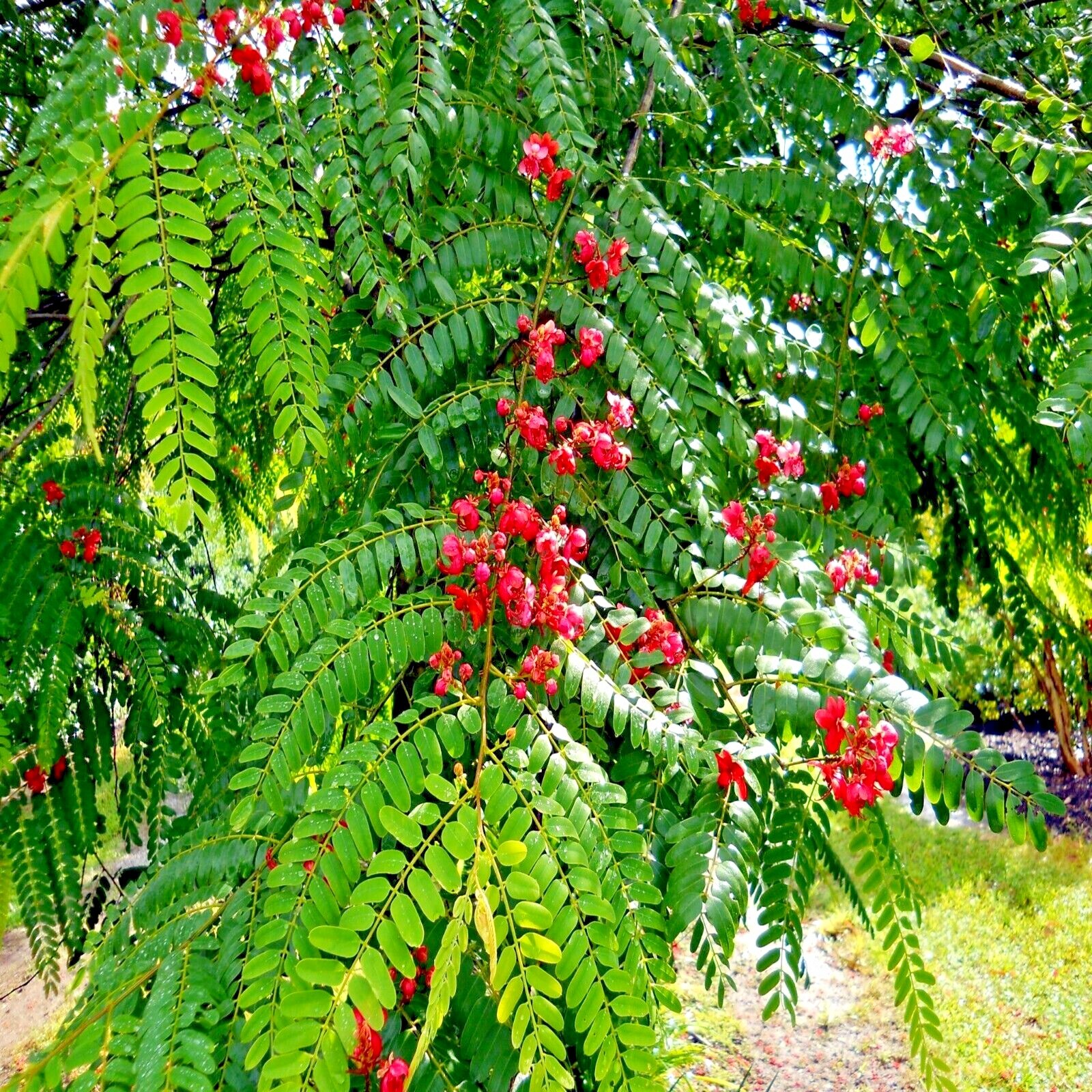 RED SHOWER TREE SEEDS (Cassia roxburghii) “ROSE CASSIA” Flower Plant