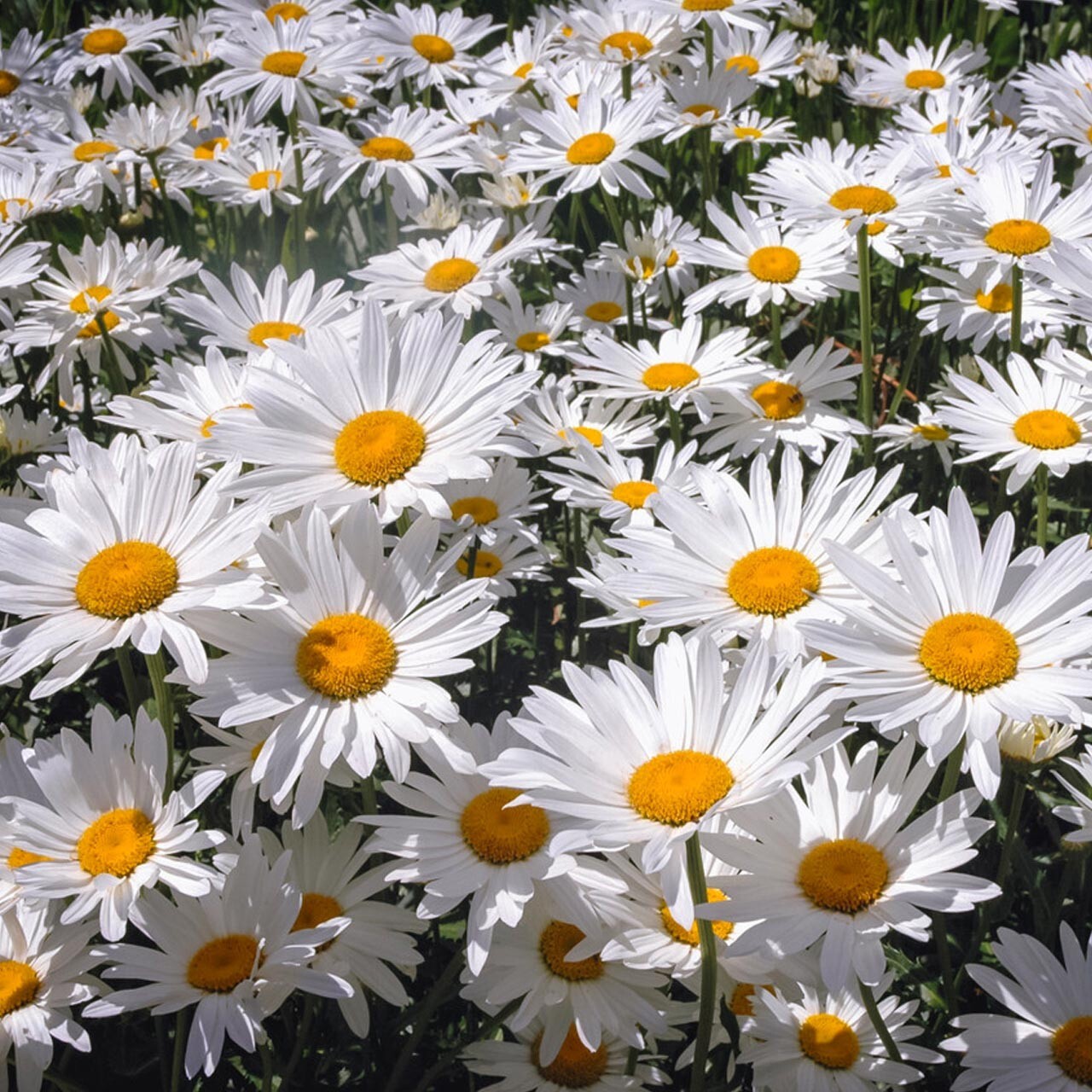 1000 Shasta Daisy Seeds Heirloom Perennial – A Great Cut Flower