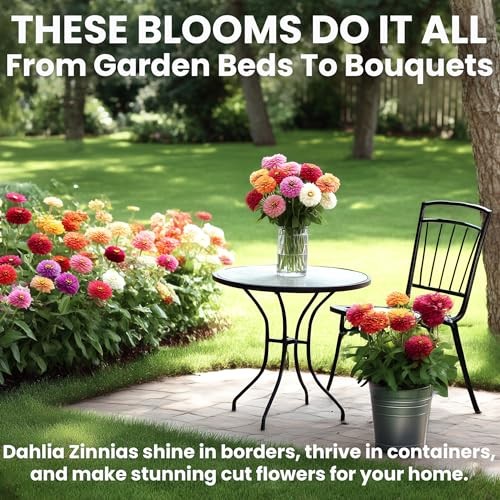 Zinnia Seeds for 2026 Planting Outdoors, Over 550 Dahlia Mix Multi Color